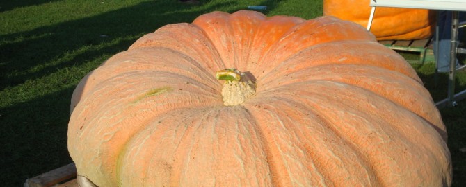 pumpkin